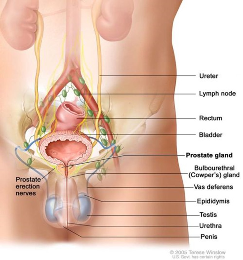Prostate Cancer: Benefits of sex in the prostate