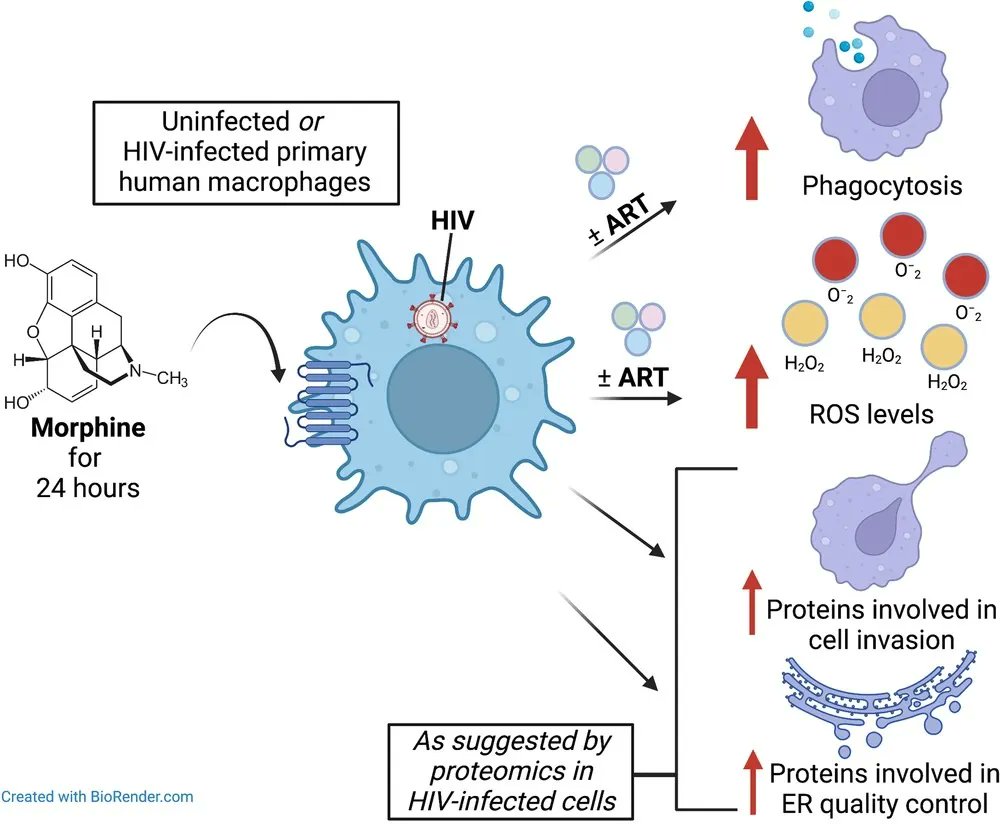 jlb_journal: Check it out - even more #HIV work in the latest issue of #JLB...